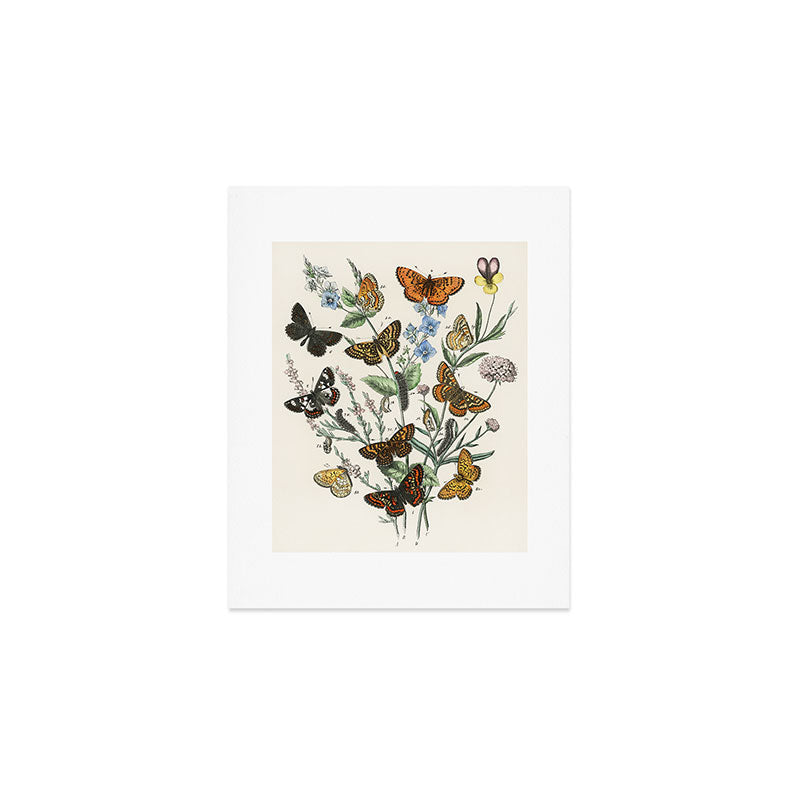 Vintage Scientific Illustration Butterfly Botanical Floral Lithograph Encyclopaedia Diagrams  Art Print Gallery Image 1