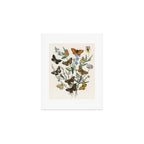 Vintage Scientific Illustration Butterfly Botanical Floral Lithograph Encyclopaedia Diagrams  Art Print Gallery Image 1