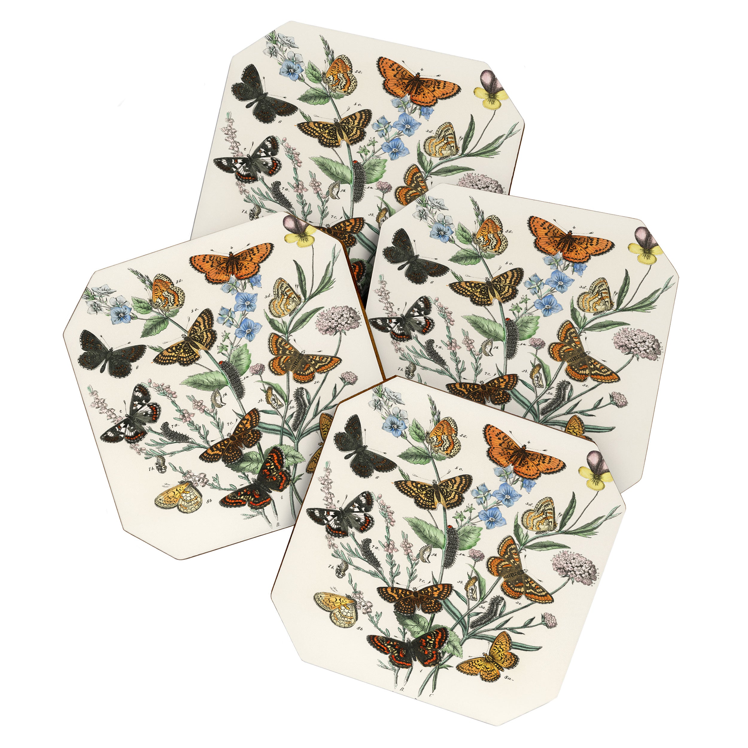 Vintage Scientific Illustration Butterfly Botanical Floral Lithograph Encyclopaedia Diagrams  Coaster Gallery Image 1