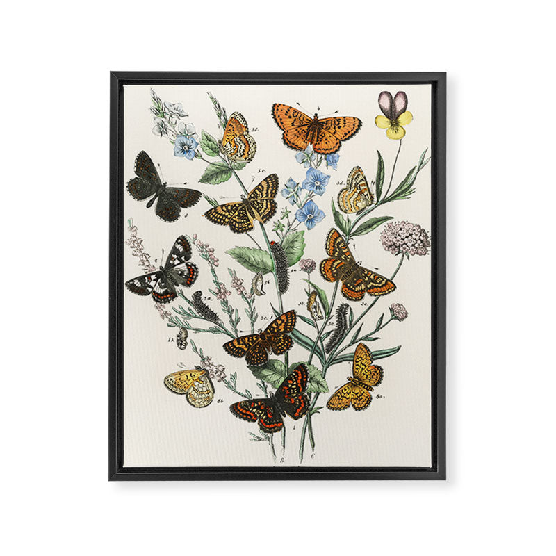 Vintage Scientific Illustration Butterfly Botanical Floral Lithograph Encyclopaedia Diagrams  Framed Canvas Print Gallery Image 6