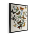 Vintage Scientific Illustration Butterfly Botanical Floral Lithograph Encyclopaedia Diagrams  Framed Canvas Print Gallery Image 2
