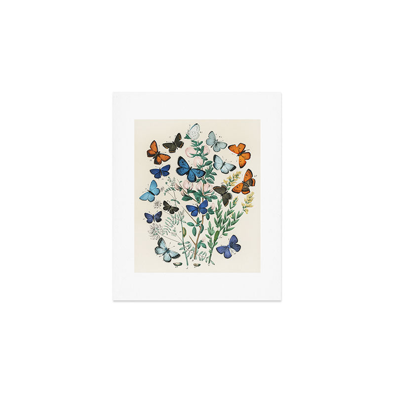 Vintage Scientific Illustration Butterfly Botanical Floral Lithograph Encyclopaedia Diagrams  Art Print Gallery Image 1