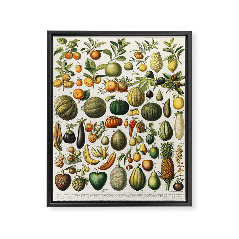 Vintage Scientific Illustration Fruits Botanical Floral Lithograph Encyclopaedia Diagrams  Framed Canvas Print Gallery Image 6