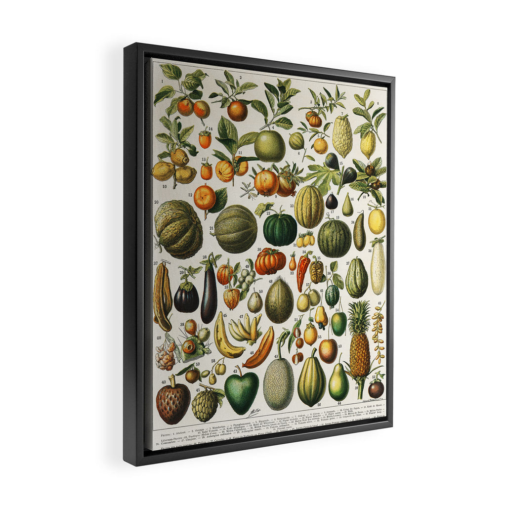 Vintage Scientific Illustration Fruits Botanical Floral Lithograph Encyclopaedia Diagrams  Framed Canvas Print Gallery Image 2