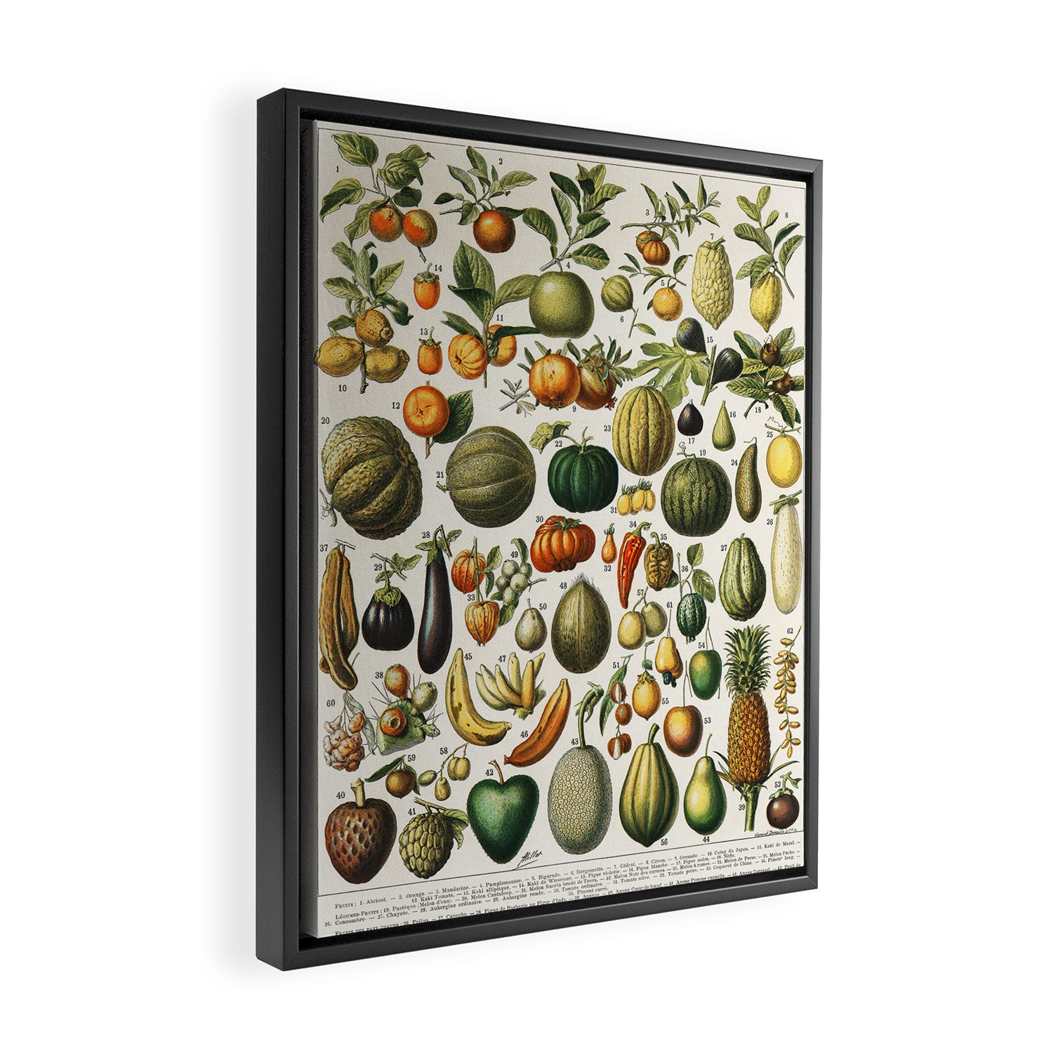 Vintage Scientific Illustration Fruits Botanical Floral Lithograph Encyclopaedia Diagrams  Framed Canvas Print Gallery Image 2