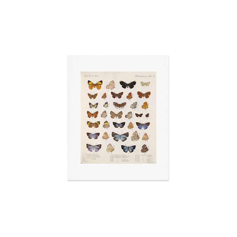 Vintage Scientific Insect Butterfly Moth Biological Hand Drawn Species Art Illustration Art Print Gallery Image 1