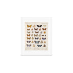 Vintage Scientific Insect Butterfly Moth Biological Hand Drawn Species Art Illustration Art Print Gallery Image 1
