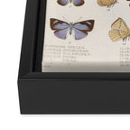 Vintage Scientific Insect Butterfly Moth Biological Hand Drawn Species Art Illustration Framed Canvas Print Gallery Image 3