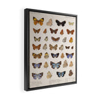 Vintage Scientific Insect Butterfly Moth Biological Hand Drawn Species Art Illustration Framed Canvas Print Gallery Image 2