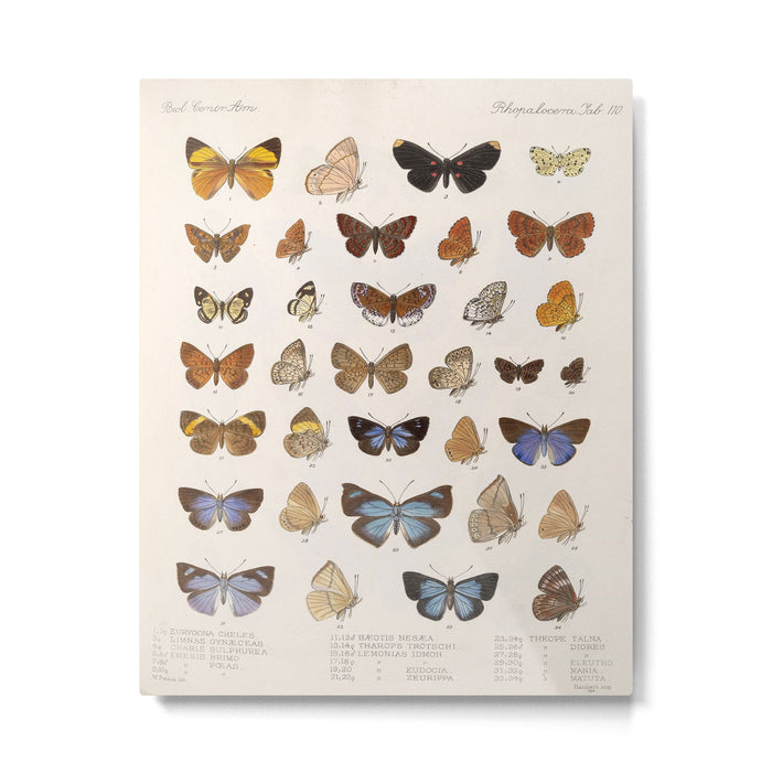 Vintage Scientific Insect Butterfly Moth Biological Hand Drawn Species Art Illustration Metal Print Gallery Image 1
