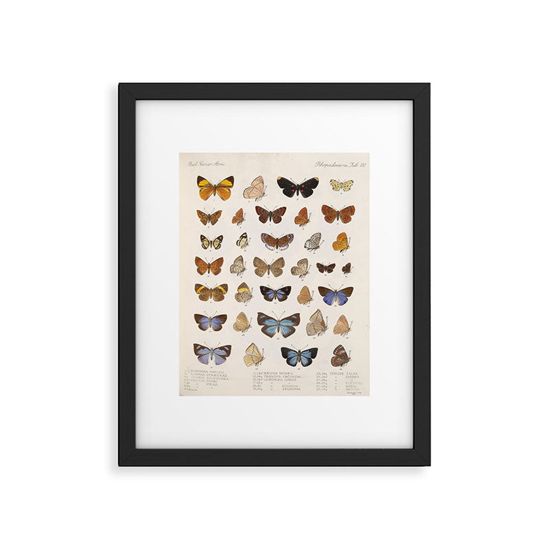 Vintage Scientific Insect Butterfly Moth Biological Hand Drawn Species Art Illustration Framed Art Print Gallery Image 5