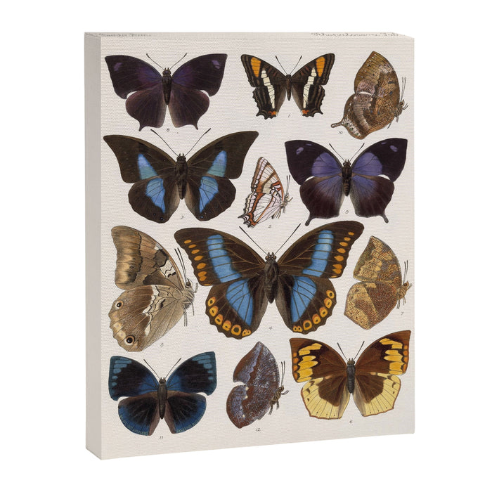 Vintage Scientific Insect Butterfly Moth Biological Hand Drawn Species Art Illustration Canvas Print Gallery Image 1