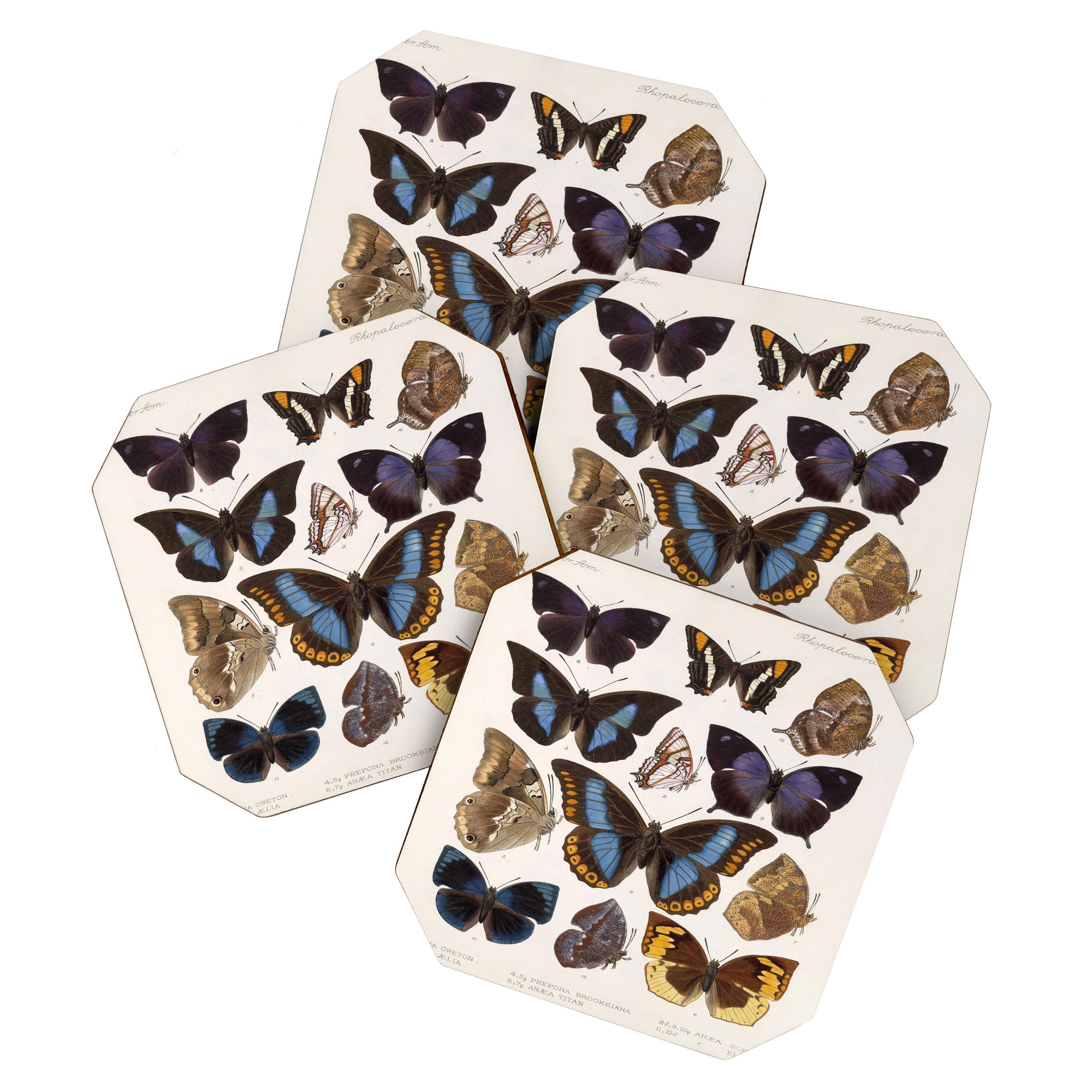 Vintage Scientific Insect Butterfly Moth Biological Hand Drawn Species Art Illustration Coaster Gallery Image 1