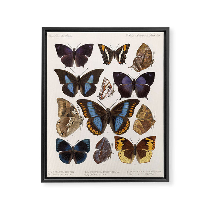Vintage Scientific Insect Butterfly Moth Biological Hand Drawn Species Art Illustration Framed Canvas Print Gallery Image 1