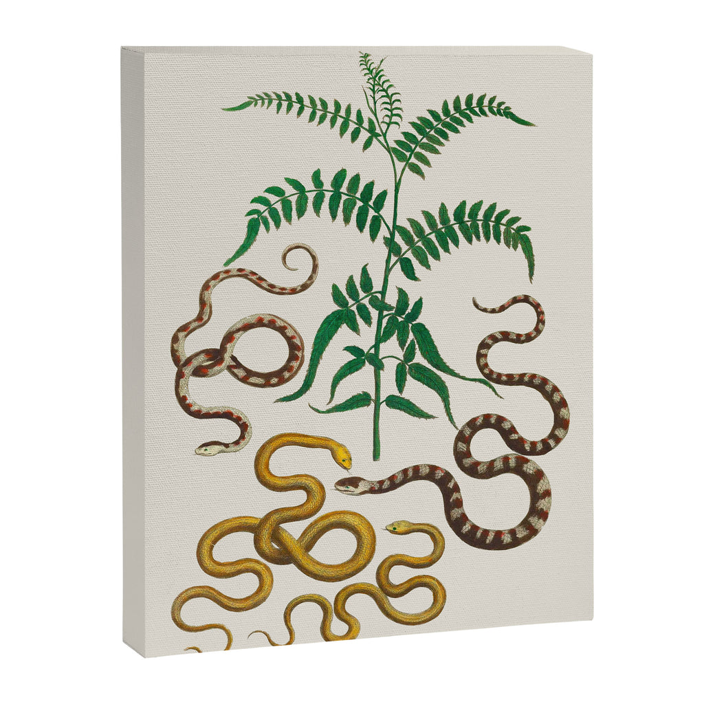 Vipers Aspis hugyi Serpentes Shinus molle Poster Print by Albertus SEBA Canvas Print Gallery Image 6