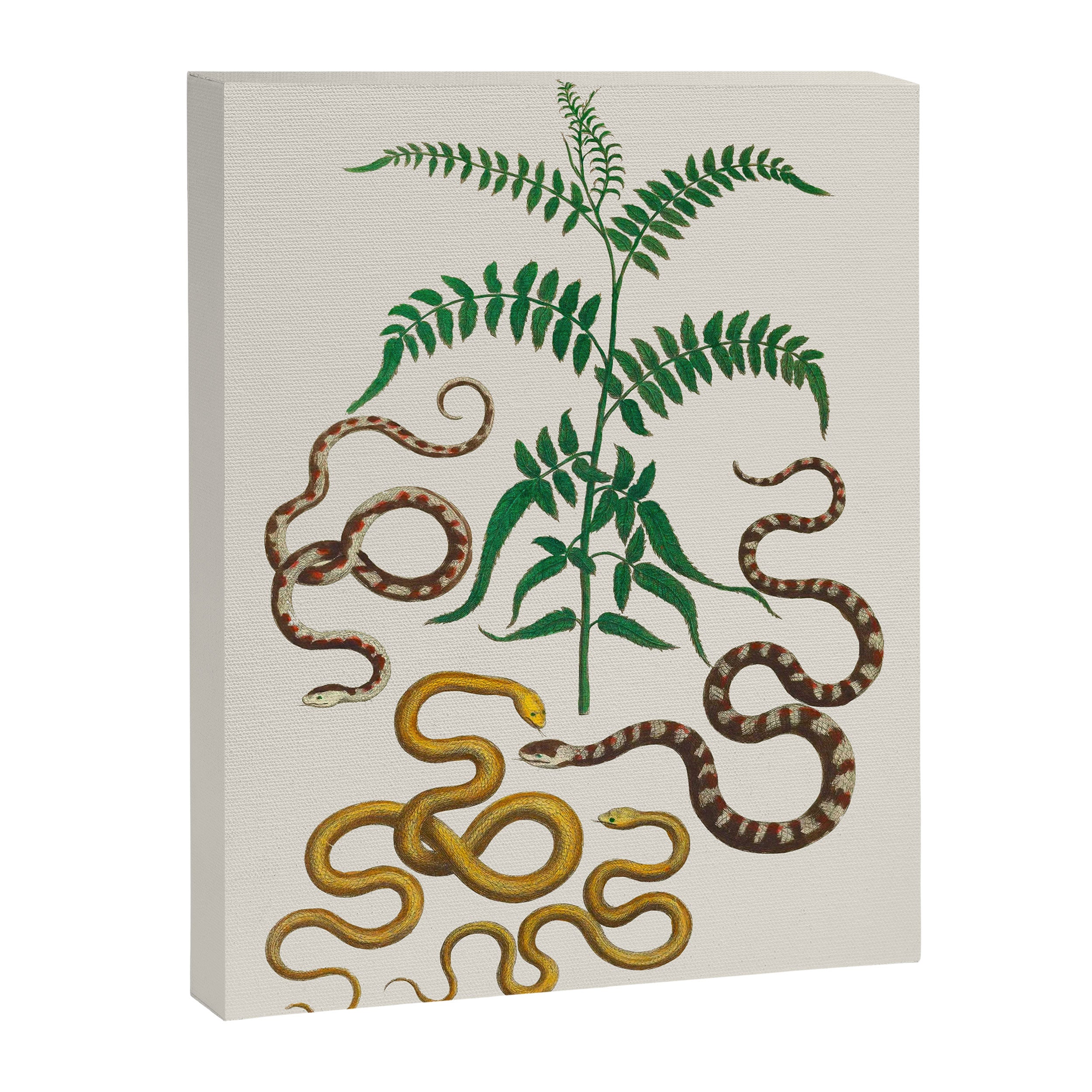 Vipers Aspis hugyi Serpentes Shinus molle Poster Print by Albertus SEBA Canvas Print Gallery Image 6
