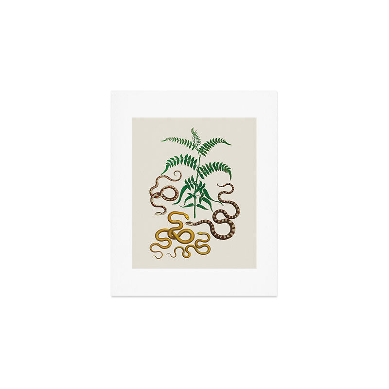 Vipers Aspis hugyi Serpentes Shinus molle Poster Print by Albertus SEBA Art Print Gallery Image 1