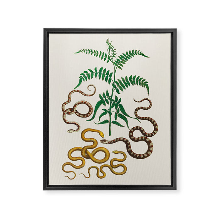 Vipers Aspis hugyi Serpentes Shinus molle Poster Print by Albertus SEBA Framed Canvas Print Gallery Image 1