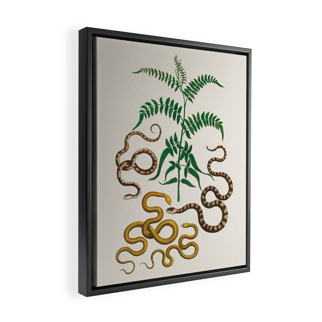 Vipers Aspis hugyi Serpentes Shinus molle Poster Print by Albertus SEBA Framed Canvas Print Gallery Image 2