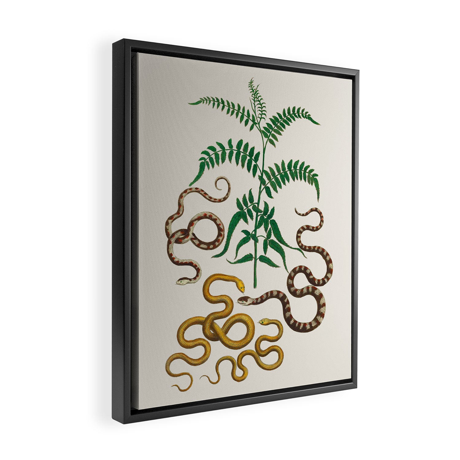 Vipers Aspis hugyi Serpentes Shinus molle Poster Print by Albertus SEBA Framed Canvas Print Gallery Image 2