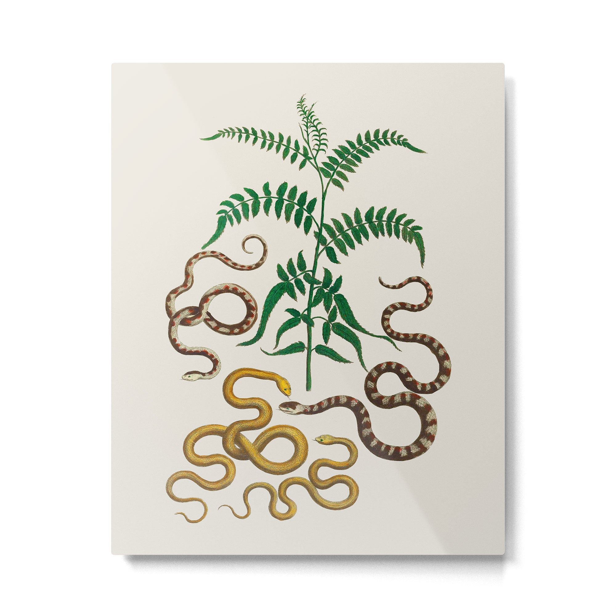 Vipers Aspis hugyi Serpentes Shinus molle Poster Print by Albertus SEBA Metal Print Gallery Image 4