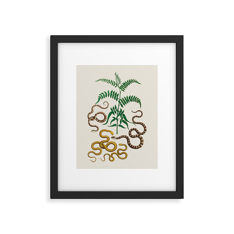 Vipers Aspis hugyi Serpentes Shinus molle Poster Print by Albertus SEBA Framed Art Print Gallery Image 5