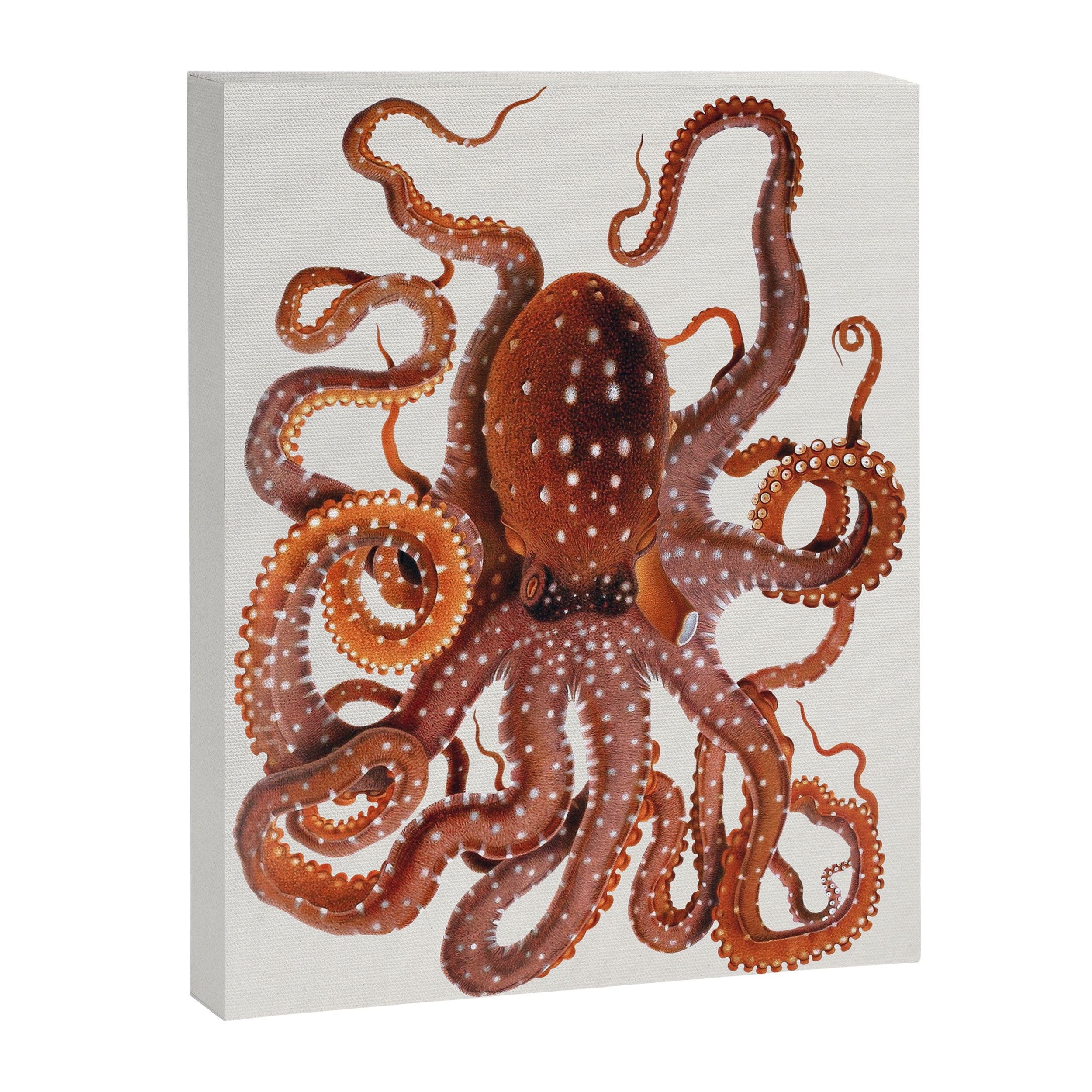 White Spotted Octopus Canvas Print Gallery Image 6