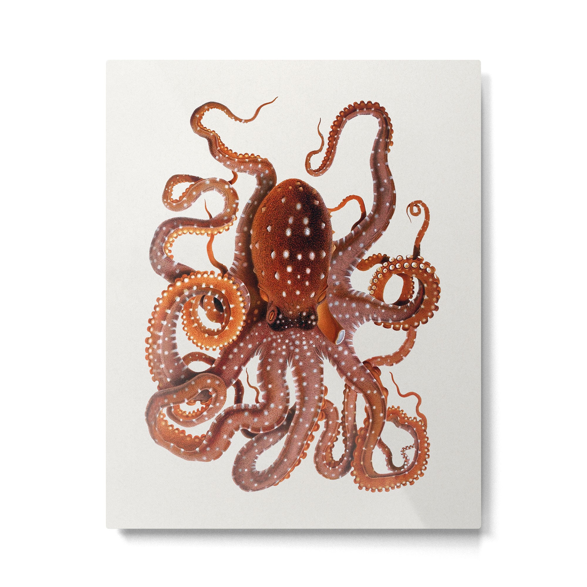 White Spotted Octopus Metal Print Gallery Image 4
