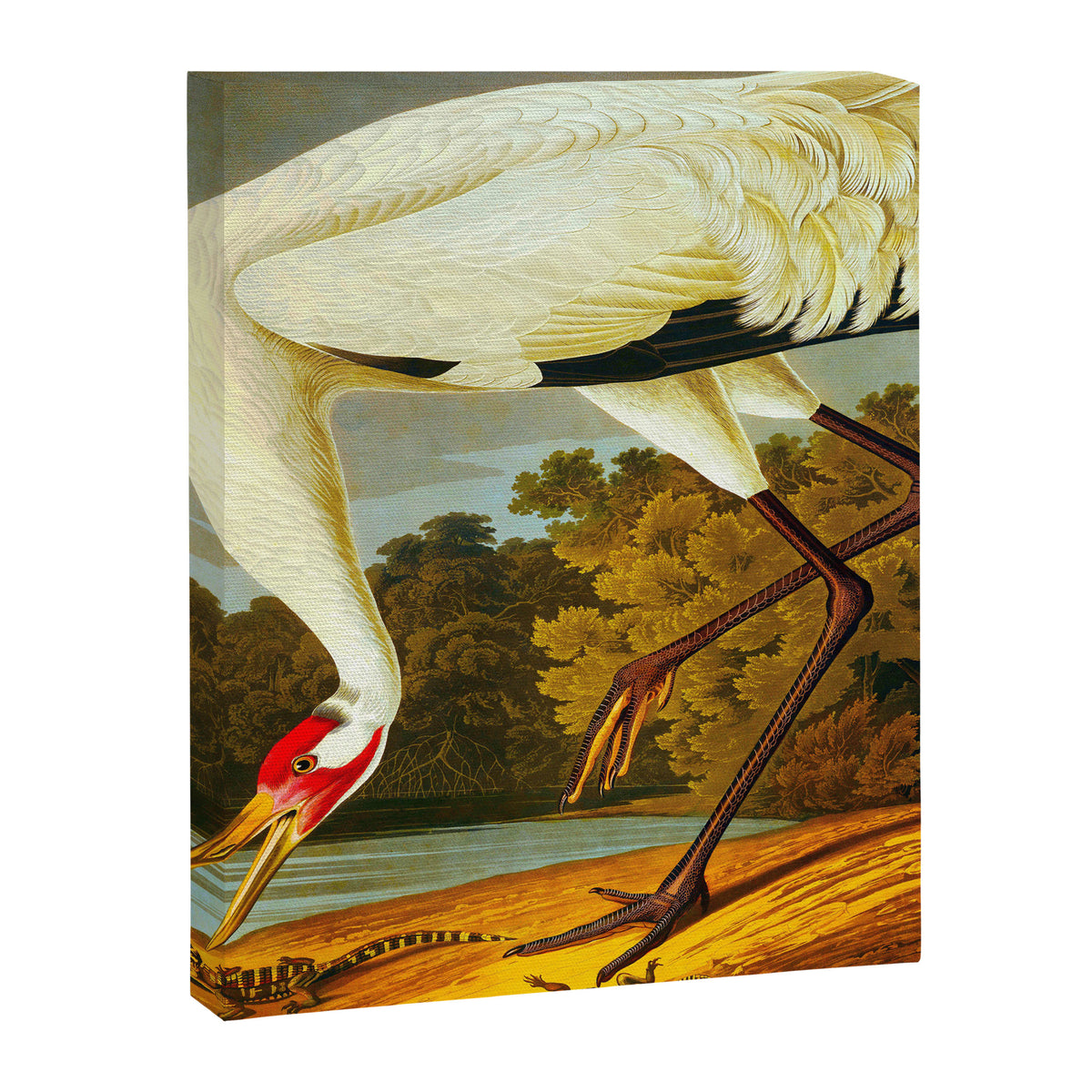 Whooping Crane Canvas Print Gallery Image 6