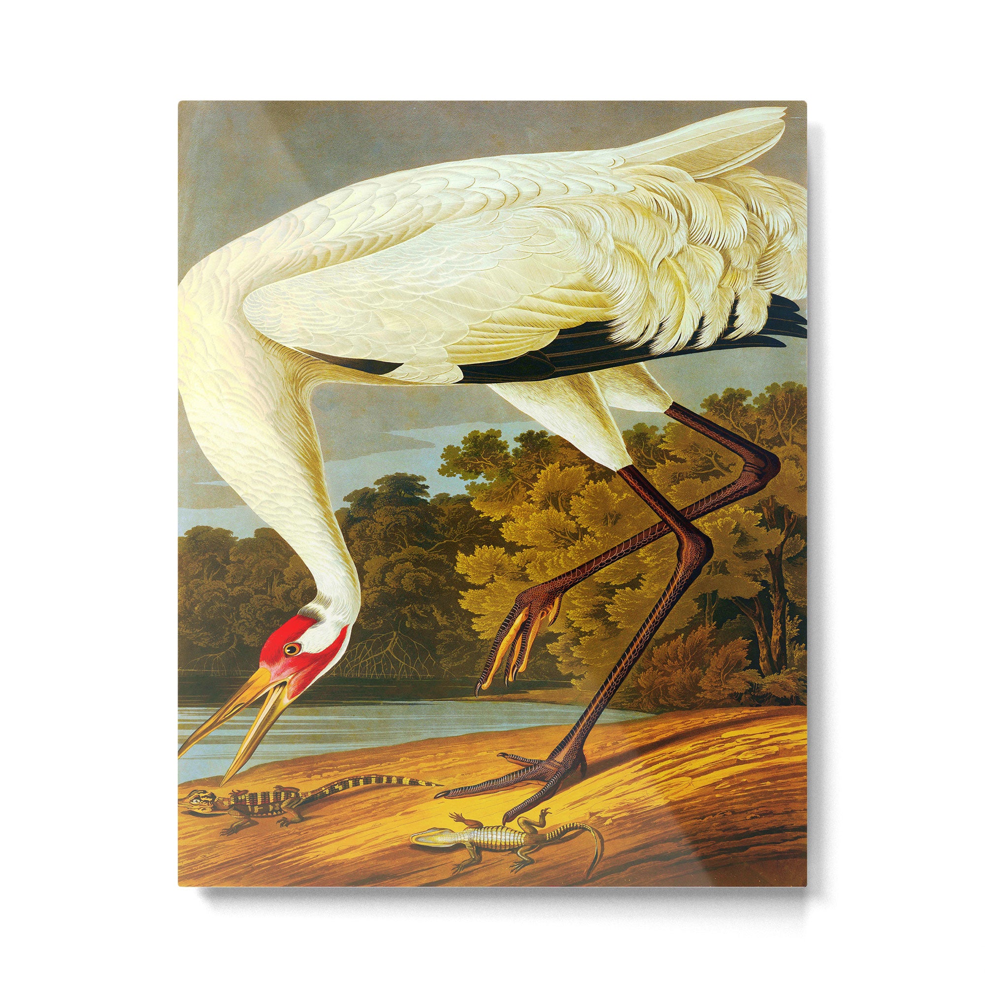 Whooping Crane Metal Print Gallery Image 4