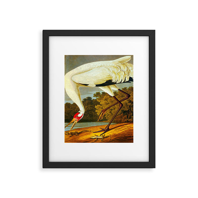 Whooping Crane Framed Art Print Gallery Image 5
