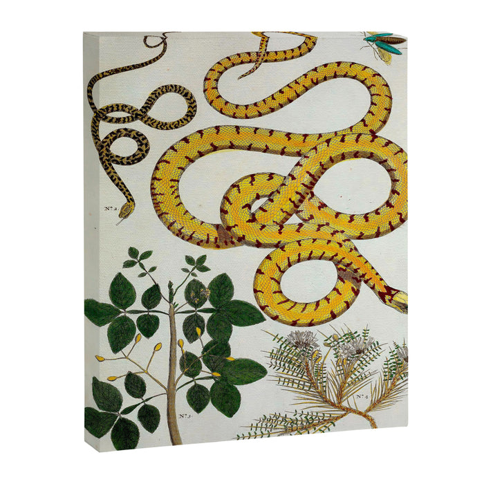 Yellow Snakes Seba Albertus Canvas Print Gallery Image 1
