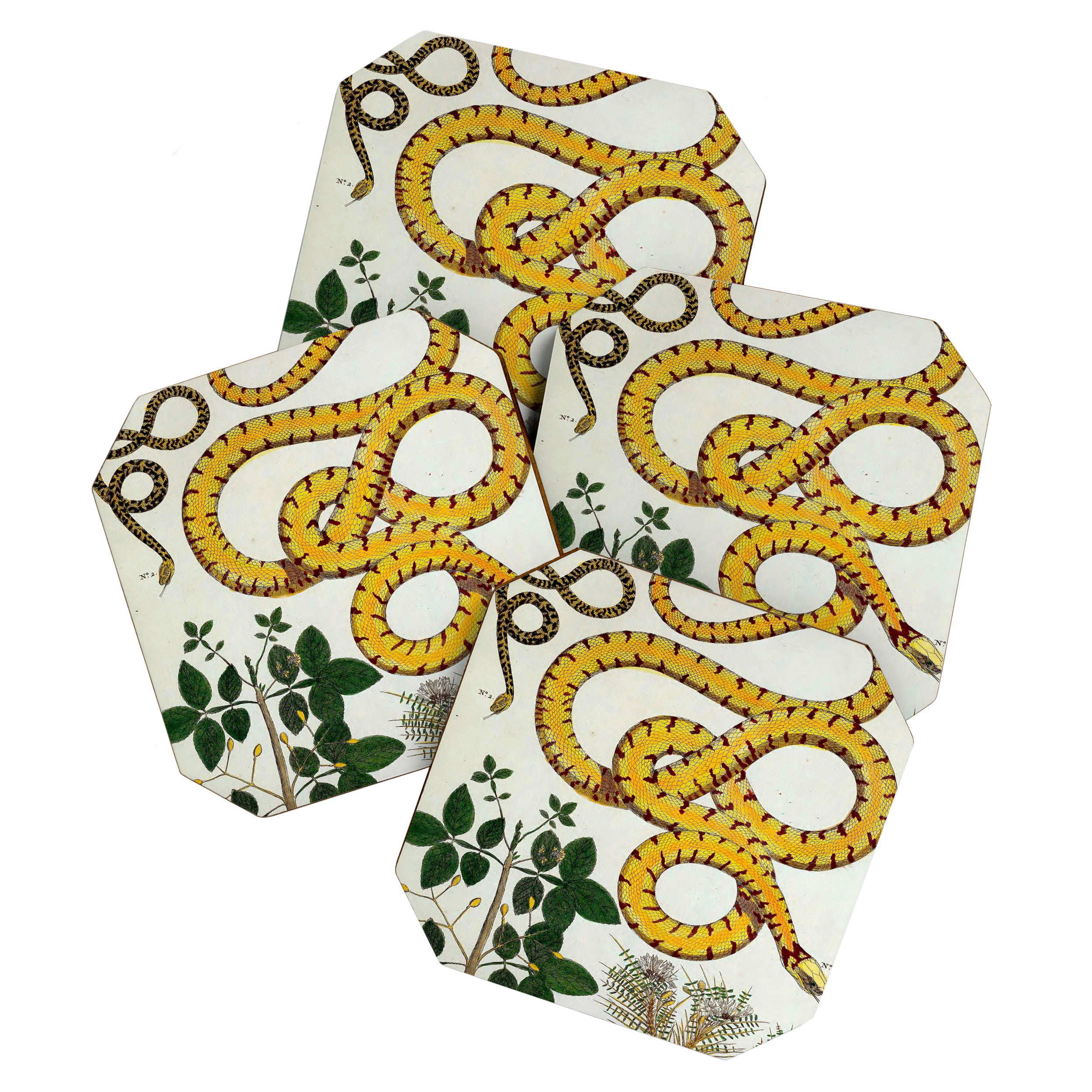 Yellow Snakes Seba Albertus Coaster Gallery Image 1