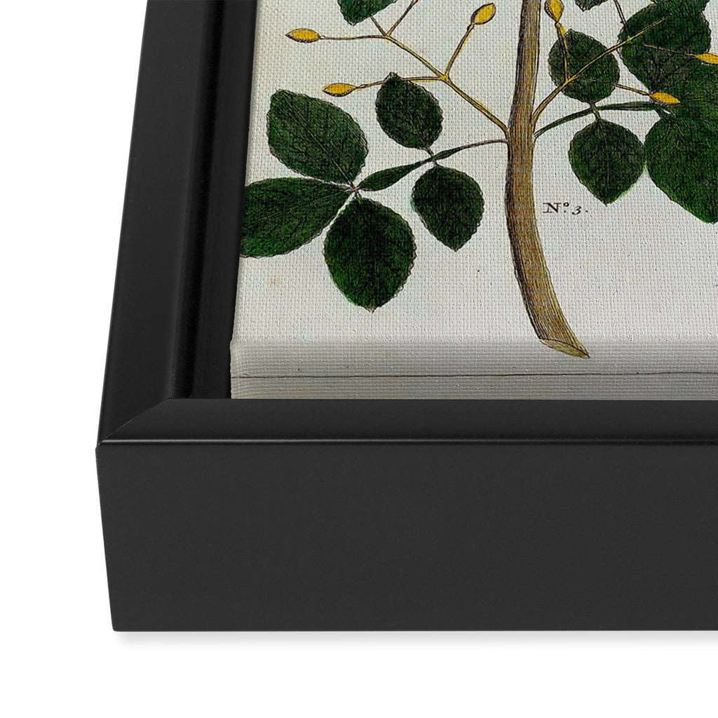 Yellow Snakes Seba Albertus Framed Canvas Print Gallery Image 3