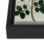 Yellow Snakes Seba Albertus Framed Canvas Print Gallery Image 3