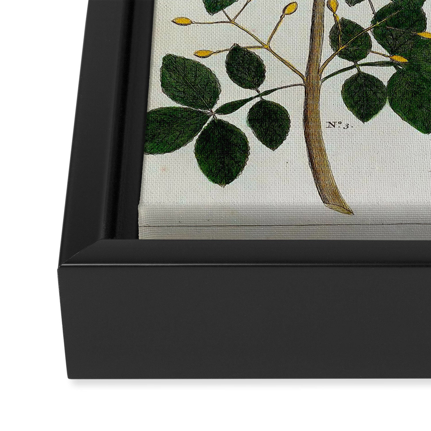 Yellow Snakes Seba Albertus Framed Canvas Print Gallery Image 3