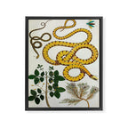 Yellow Snakes Seba Albertus Framed Canvas Print Gallery Image 6