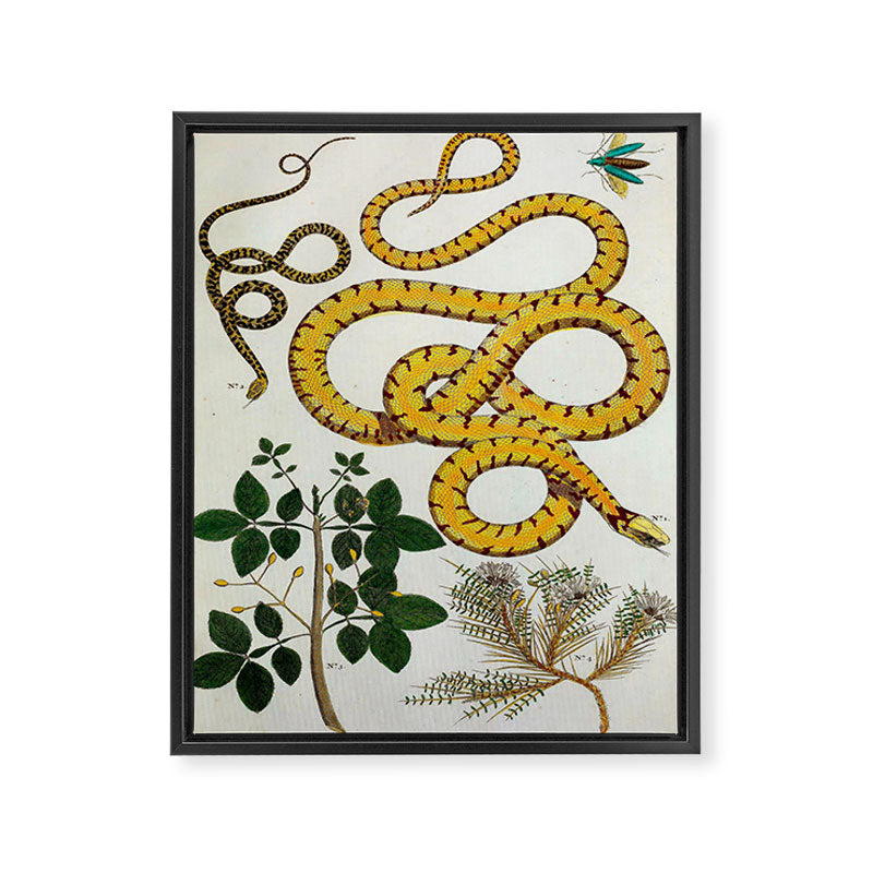 Yellow Snakes Seba Albertus Framed Canvas Print Gallery Image 6