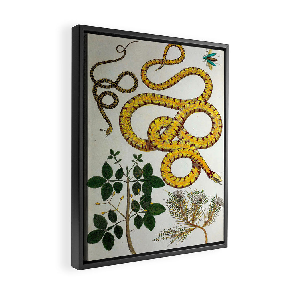 Yellow Snakes Seba Albertus Framed Canvas Print Gallery Image 2