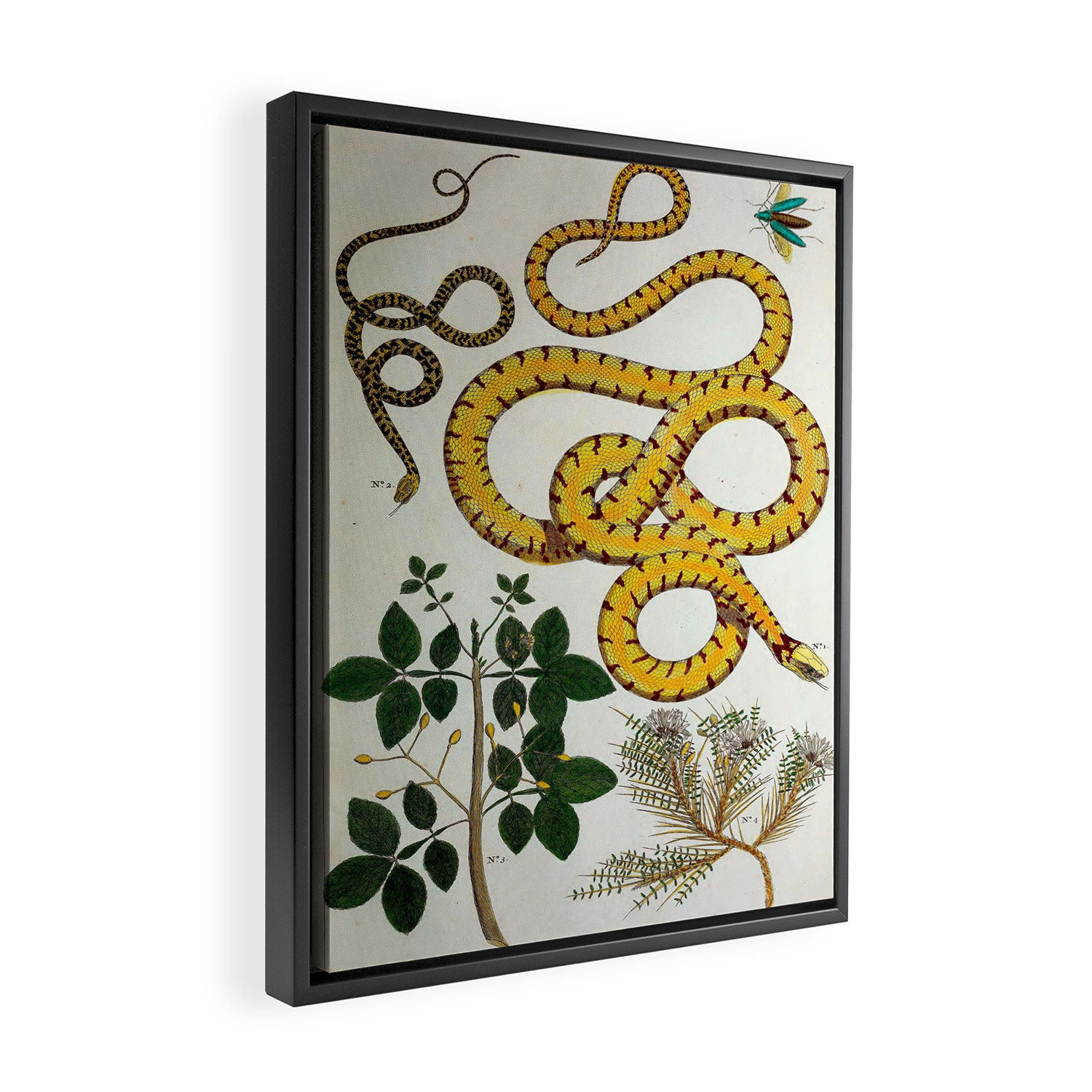 Yellow Snakes Seba Albertus Framed Canvas Print Gallery Image 2