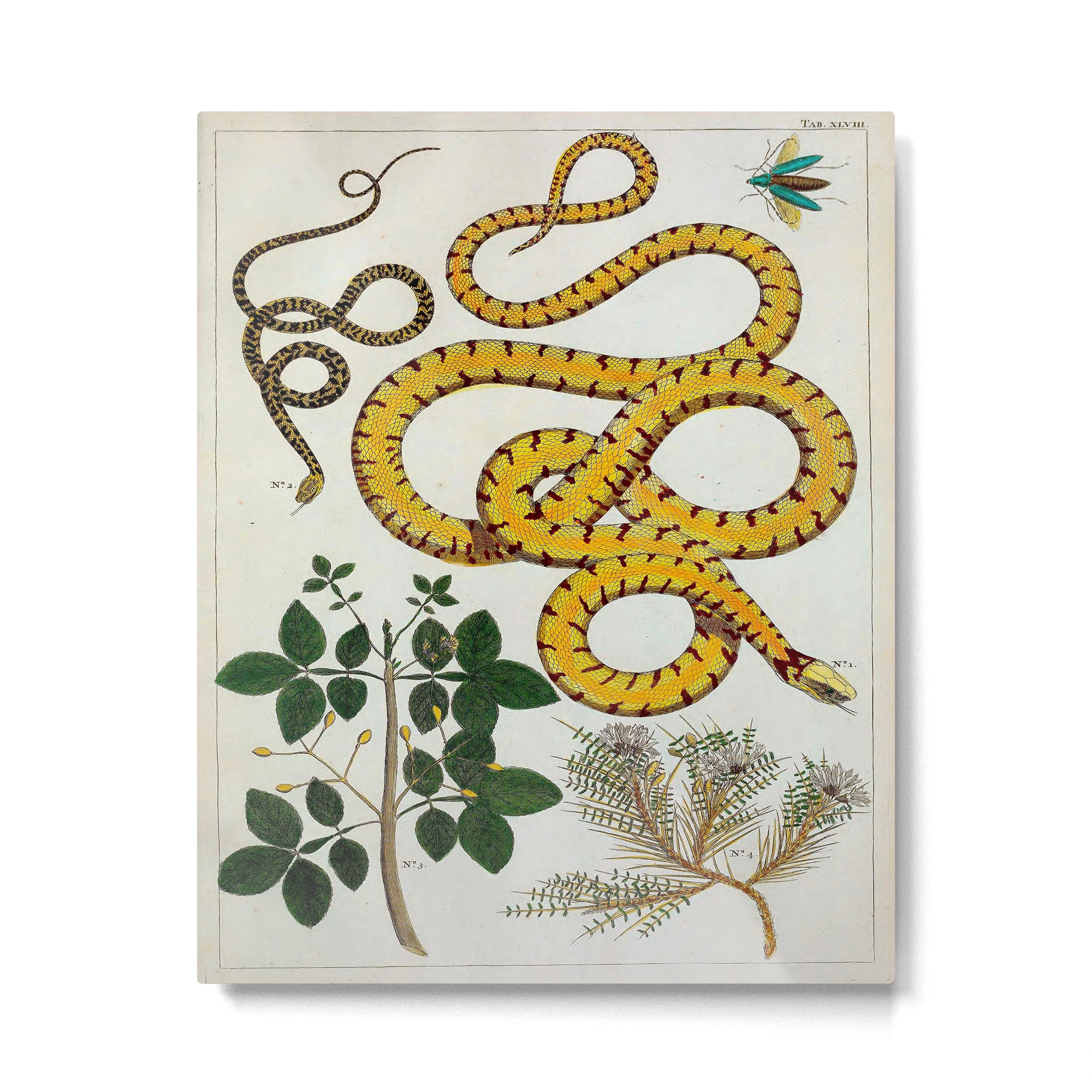 Yellow Snakes Seba Albertus Metal Print Gallery Image 4