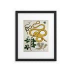Yellow Snakes Seba Albertus Framed Art Print Gallery Image 5