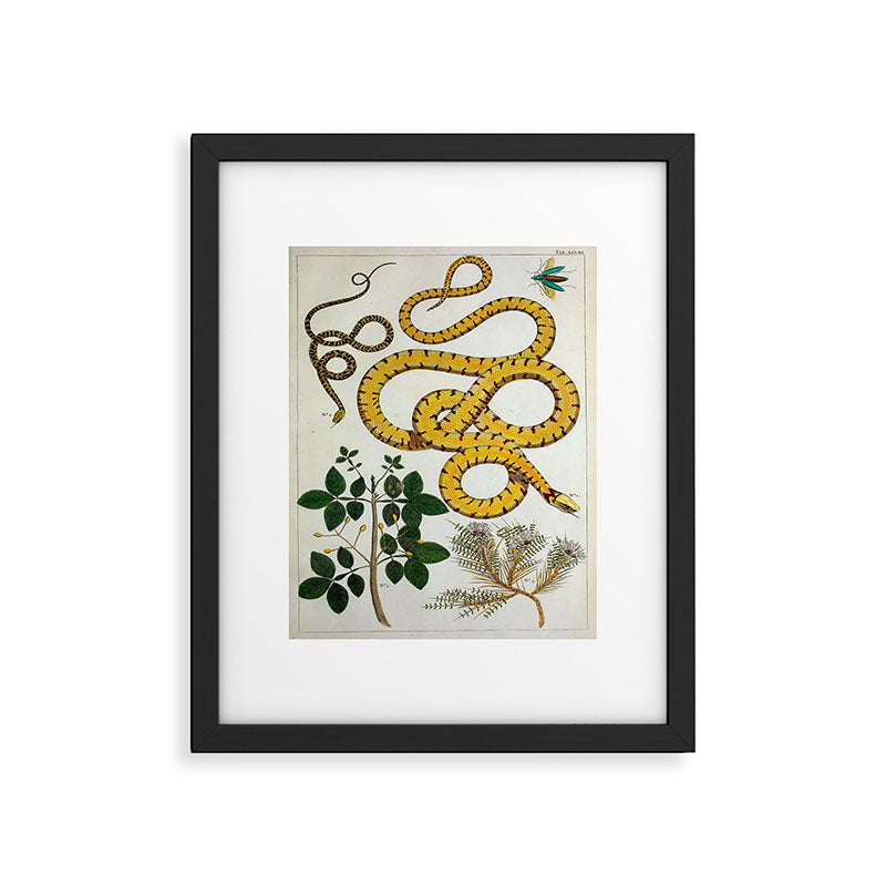 Yellow Snakes Seba Albertus Framed Art Print Gallery Image 5