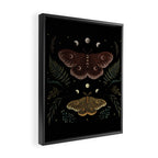 Saturnia Pavonia Framed Canvas Print Gallery Image 2