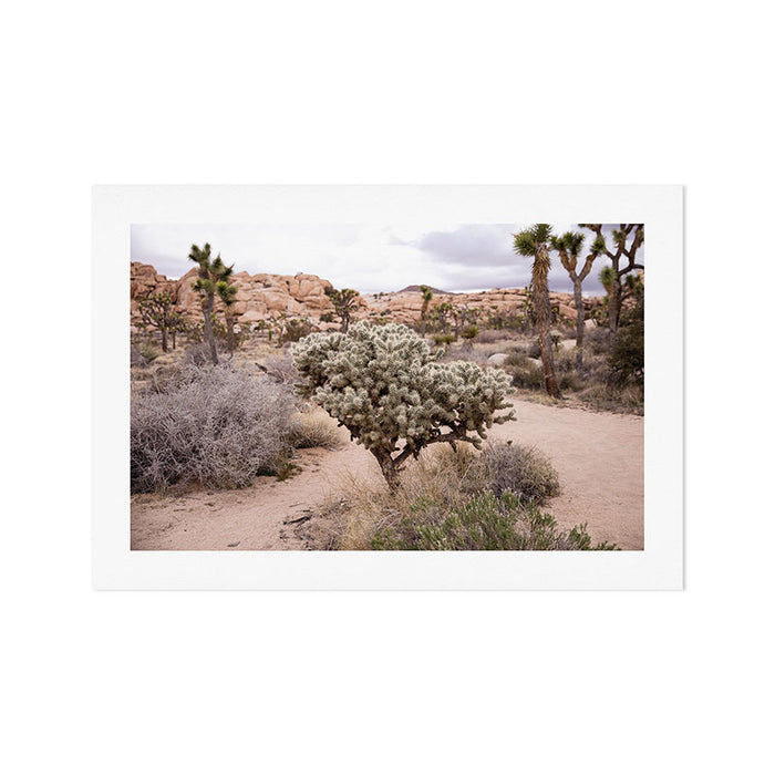 Joshua Tree Cholla Cactus Art Print Gallery Image 1