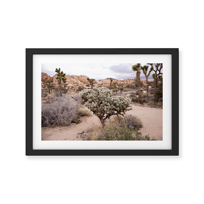 Joshua Tree Cholla Cactus Framed Art Print Gallery Image 2