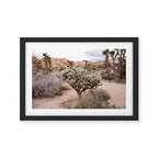 Joshua Tree Cholla Cactus Framed Art Print Gallery Image 2