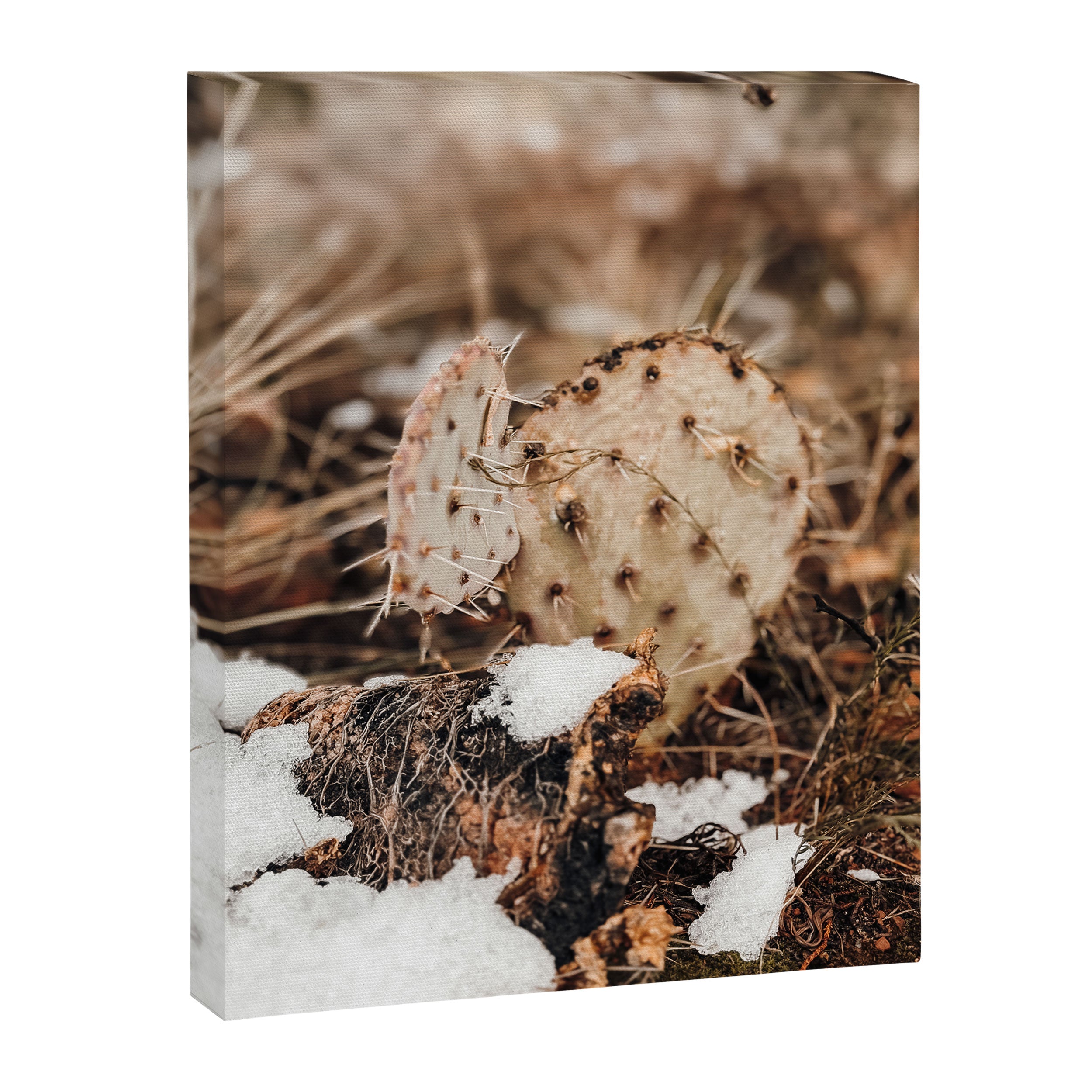Sedona Cactus in the Snow Canvas Print Gallery Image 6
