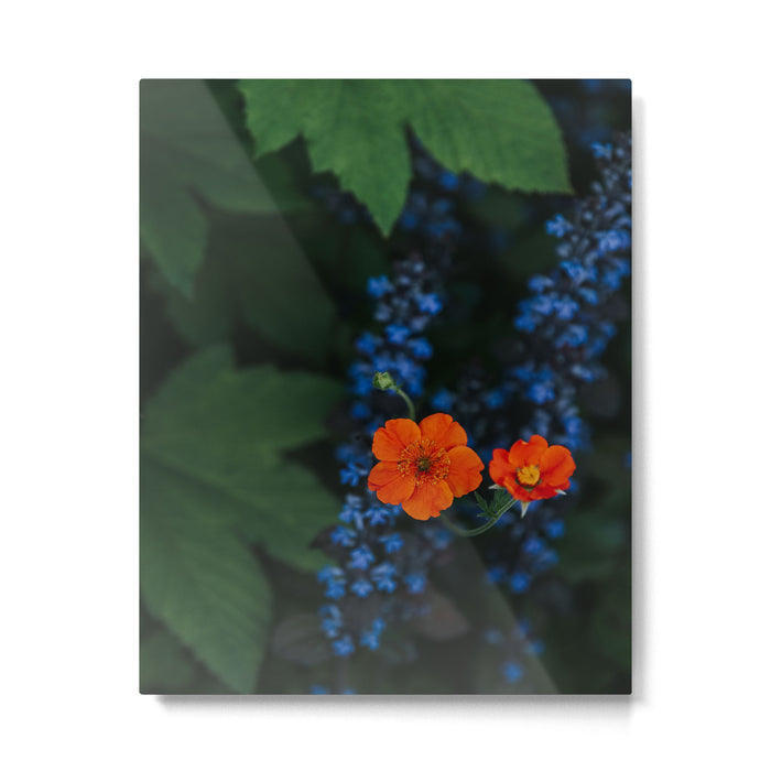 Bloom Time - Landscape and Nature Photography Metal Print Gallery Image 1