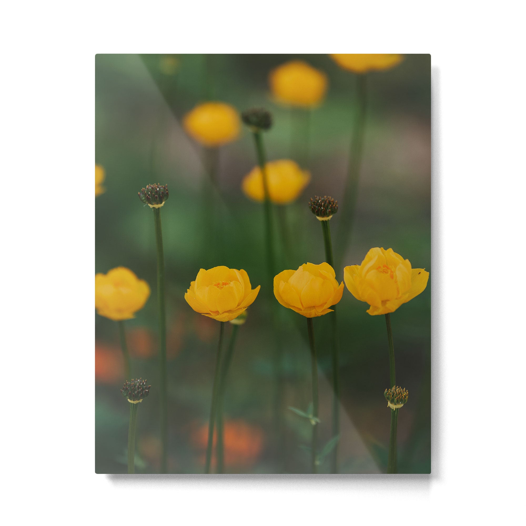 Flower Rhythm - Landscape and Nature Photography Metal Print Gallery Image 4